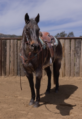 HorseID: 2274067 Hickory - PhotoID: 1046383