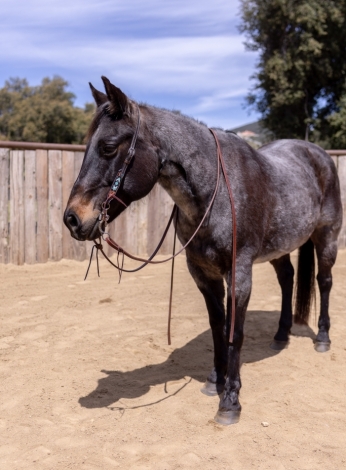 HorseID: 2274067 Hickory - PhotoID: 1046384