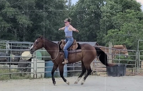 HorseID: 2274087 Bravo! Over 1 hour video. Super safe, broke vetted - PhotoID: 1046405