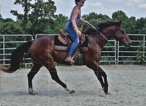 HorseID: 2274087 Bravo! Over 1 hour video. Super safe, broke vetted - PhotoID: 1046410