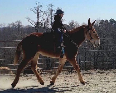 HorseID: 2274097 www.horsesandponies.us - PhotoID: 1046419