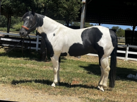 HorseID: 2274101 Domino - PhotoID: 1046421