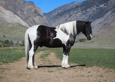 HorseID: 2274105 Pirate - PhotoID: 1046432