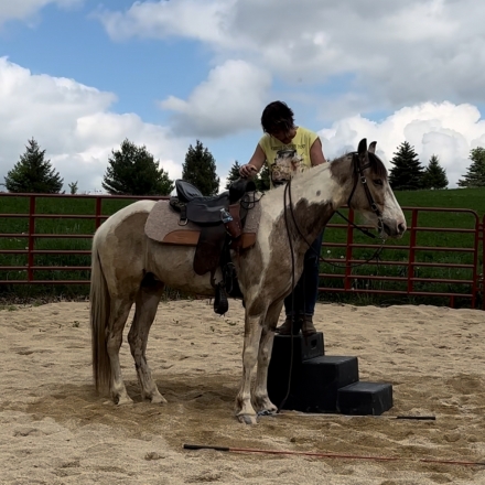 HorseID: 2274119 'Lil Faith - PhotoID: 1046388