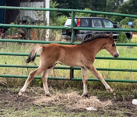 HorseID: 2274194 Elysium Shining Armor - PhotoID: 1046603