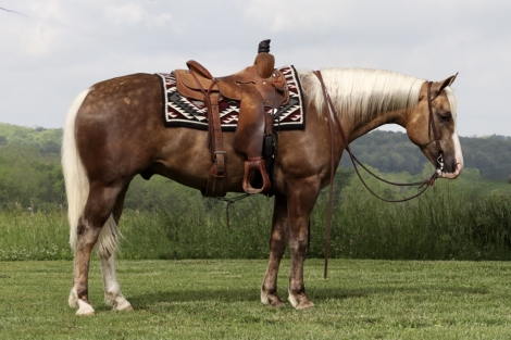 HorseID: 2274212 Butters Legacy - PhotoID: 1046625