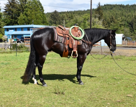 HorseID: 2274271 HEZA SCENIC DENERO - PhotoID: 1046696