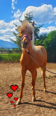 HorseID: 2274307 Tequila Sunrises Rerun - PhotoID: 1046766