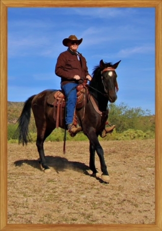 HorseID: 2274364 Sir Bravo - PhotoID: 1046821