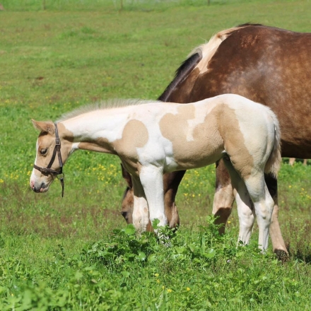 HorseID: 2274370 2024 APHA/PtHA Palomino Homozygous Tobiano Colt - PhotoID: 1046831