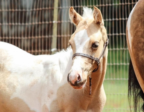 HorseID: 2274370 2024 APHA/PtHA Palomino Homozygous Tobiano Colt - PhotoID: 1046832