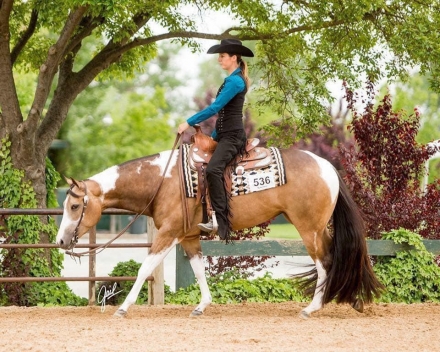 HorseID: 2274370 2024 APHA/PtHA Palomino Homozygous Tobiano Colt - PhotoID: 1046833