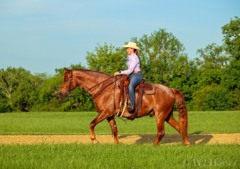 HorseID: 2274411 Ryder's Red Ranger - PhotoID: 1046901