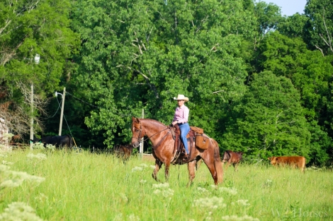 HorseID: 2274411 Ryder's Red Ranger - PhotoID: 1046904