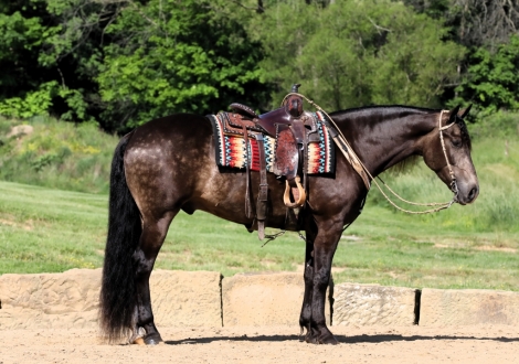 HorseID: 2274422 Buckeyes Smokey - PhotoID: 1046970