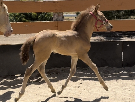 HorseID: 2274450 Apollo/Patina Colt - PhotoID: 1046951