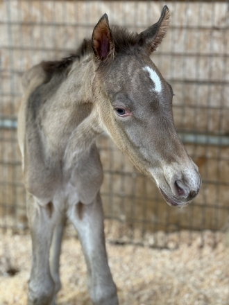 HorseID: 2274450 Apollo/Patina Colt - PhotoID: 1046952