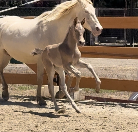 HorseID: 2274450 Apollo/Patina Colt - PhotoID: 1046953