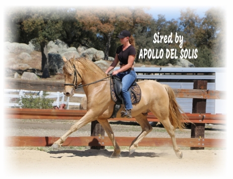 HorseID: 2274450 Apollo/Patina Colt - PhotoID: 1046954