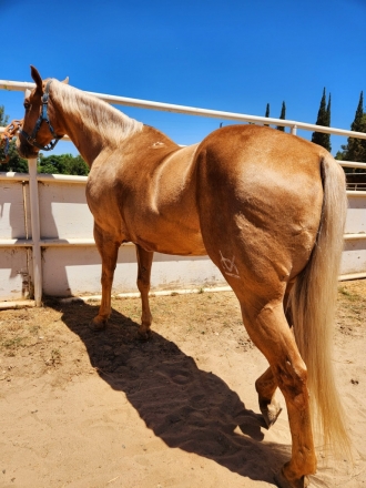 HorseID: 2274497 Golden Boy - PhotoID: 1047006