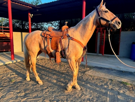 HorseID: 2274497 Golden Boy - PhotoID: 1047008