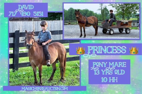 HorseID: 2274513 Princess - PhotoID: 1047022