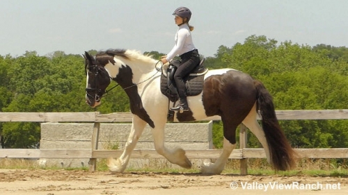 HorseID: 2274558 Killian - PhotoID: 1047086