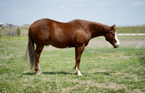 HorseID: 2274563 WIMPYS BET - PhotoID: 1047103