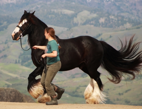 HorseID: 2274570 ~ Featherwind's Black Tye Affaire ~ - PhotoID: 1048239