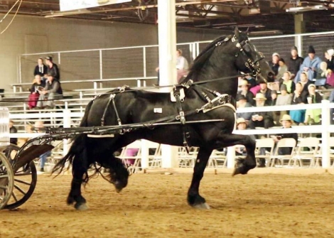 HorseID: 2274641 Gallant Royale - PhotoID: 1048994