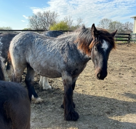 HorseID: 2274660 Feathers and Lace Rebel's Ocean Breeze - PhotoID: 1047277