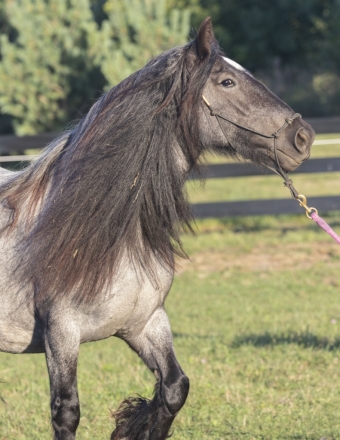 HorseID: 2274660 Feathers and Lace Rebel's Ocean Breeze - PhotoID: 1047278