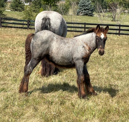 HorseID: 2274660 Feathers and Lace Rebel's Ocean Breeze - PhotoID: 1047280