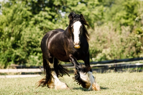 HorseID: 2274660 Feathers and Lace Rebel's Ocean Breeze - PhotoID: 1047281