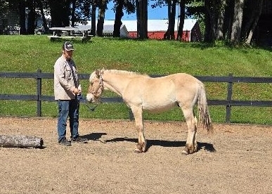 HorseID: 2274704 Hartsong Rhodri - PhotoID: 1047383