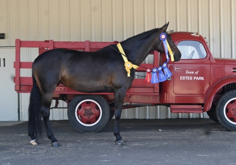 HorseID: 2274770 Faberge’L - PhotoID: 1047412