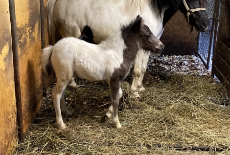 HorseID: 2274777 The agapai mini running bear - PhotoID: 1047419