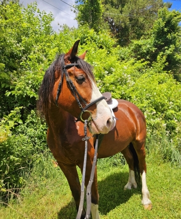 HorseID: 2274779 Hank Williams - PhotoID: 1047418