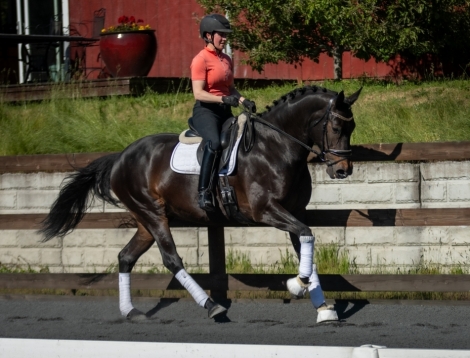 HorseID: 2274785 CF Siobhan - PhotoID: 1047422