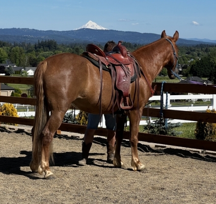 HorseID: 2274825 Gorgeous Sorrel Mare - PhotoID: 1047466