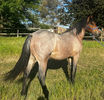 HorseID: 2274873 Percheron/Quarter Sport Horse Yearling Filly - PhotoID: 1047525