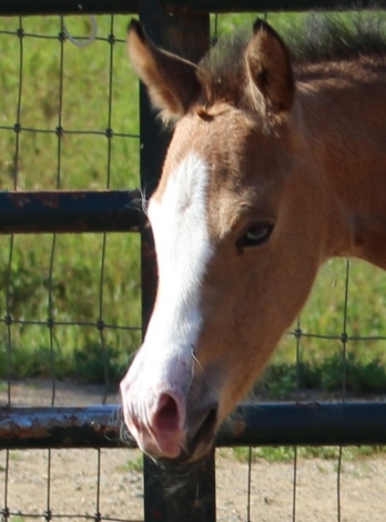 HorseID: 2274910 WHIZIES GONNA DANCE - PhotoID: 1047564