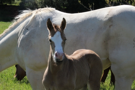 HorseID: 2274910 WHIZIES GONNA DANCE - PhotoID: 1047565