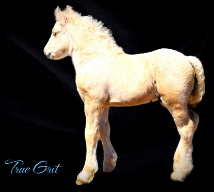 Fkgh True Grit, Palomino Gypsy Horse Colt, Silver Palomino Colt in Utah ...