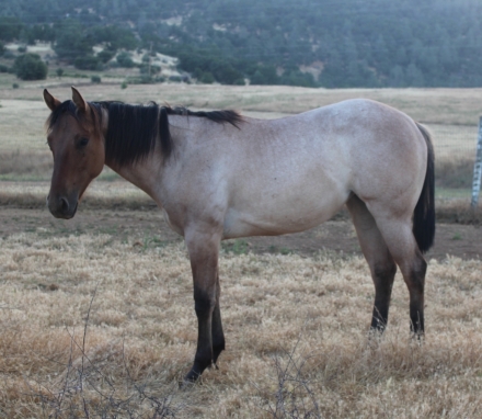 HorseID: 2274920 SKIP N TINKERBELL - PhotoID: 1047691