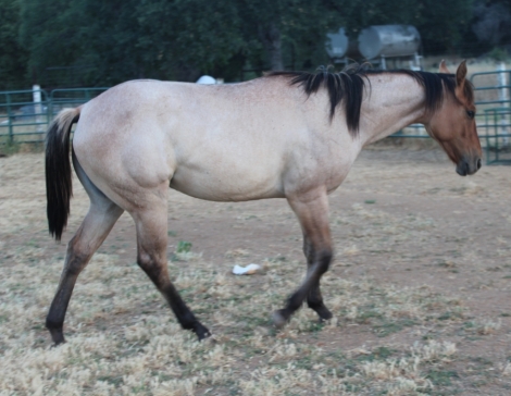 HorseID: 2274920 SKIP N TINKERBELL - PhotoID: 1047692