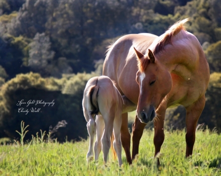 HorseID: 2274920 SKIP N TINKERBELL - PhotoID: 1047695