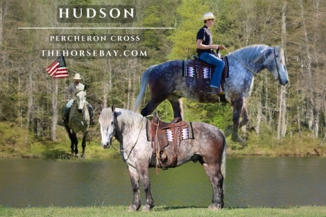 HorseID: 2274968 Hudson - PhotoID: 1047654