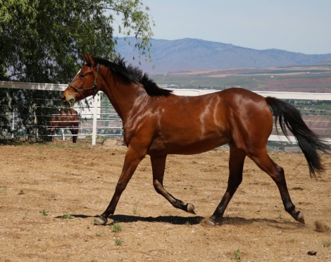 HorseID: 2275003 HS Judgements Alexander - PhotoID: 1047720