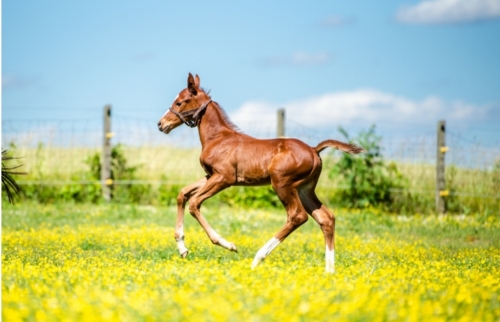 HorseID: 2275004 Work of Art SIG - PhotoID: 1047723